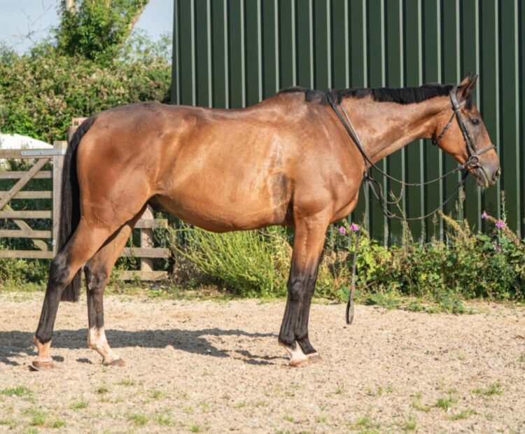 9 year old retrained racehorse for sale, in West Wales. 16.2hh hunter, eventer, dressage, allrounder bay gelding.
