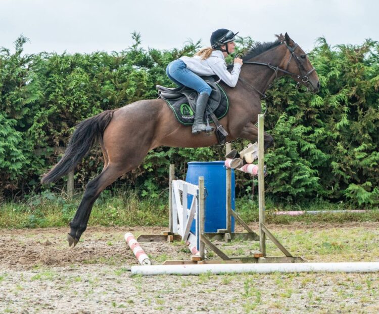 15.3hh 7 year old Ex racehorse, retrained racehorse for sale west Wales. Show jumper, eventer prospect. Bay Thoroughbred mare for sale.