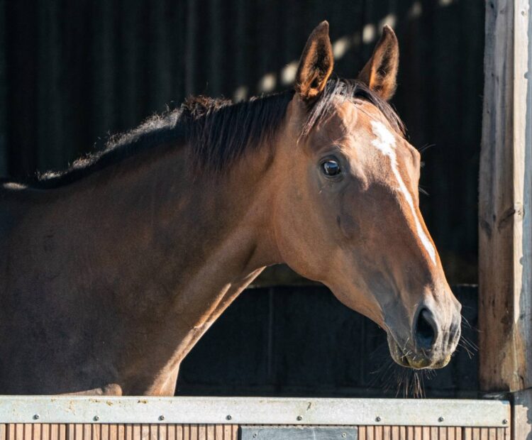 15.3hh 7 year old Ex racehorse, retrained racehorse for sale west Wales. Show jumper, eventer prospect. Bay Thoroughbred mare for sale.