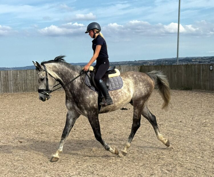15.2hh 8 year old grey warmblood gelding for sale. Excellent jumping prospect, eventing or hunting. Happy hacking on his own or with others.