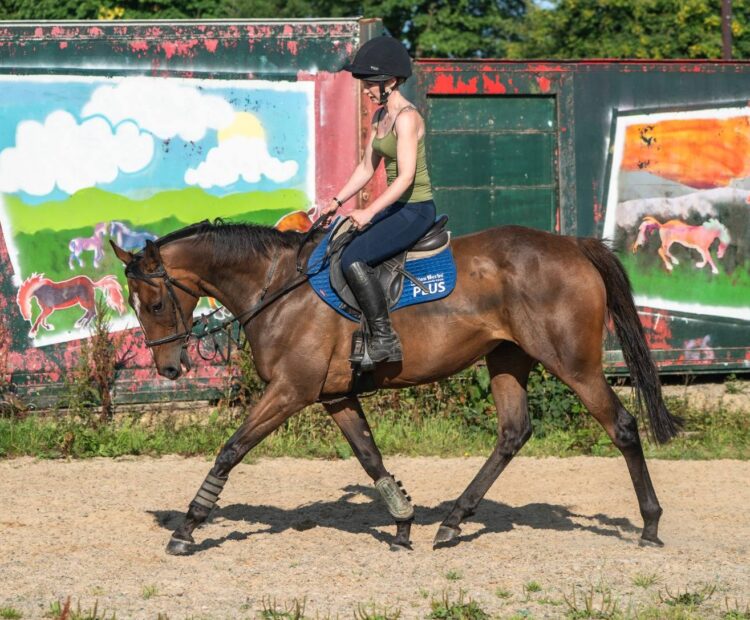 15.3hh 7 year old Ex racehorse, retrained racehorse for sale west Wales. Show jumper, eventer prospect. Bay Thoroughbred mare for sale.