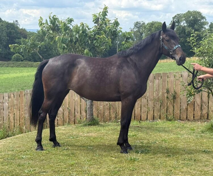 5 year old 15.2hh warmblood cross Welsh pony club or eventing riding horse for sale Northumberland. Brown, mare, for sale