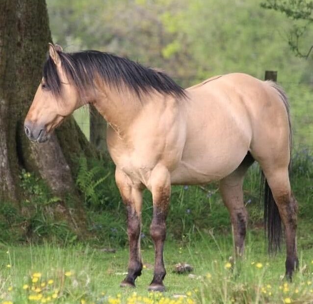 Toys Dun Starr, by Toys Triple Chick out of Pts Poco Belle Starr. American Quarter Horse stallion at stud offering frozen semen. 152cm/ 15hh dun stallion.