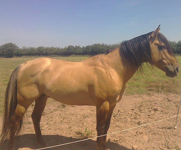 Toys Dun Starr, by Toys Triple Chick out of Pts Poco Belle Starr. American Quarter Horse stallion at stud offering frozen semen. 152cm/ 15hh dun stallion.