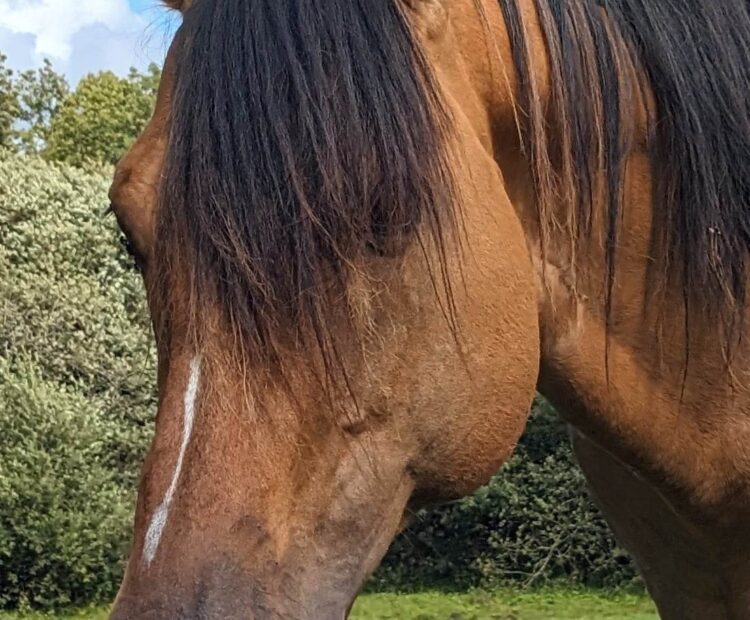 Toys Dun Starr, by Toys Triple Chick out of Pts Poco Belle Starr. American Quarter Horse stallion at stud offering frozen semen. 152cm/ 15hh dun stallion.