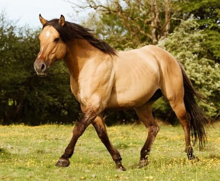 Toys Dun Starr, by Toys Triple Chick out of Pts Poco Belle Starr. American Quarter Horse stallion at stud offering frozen semen. 152cm/ 15hh dun stallion.