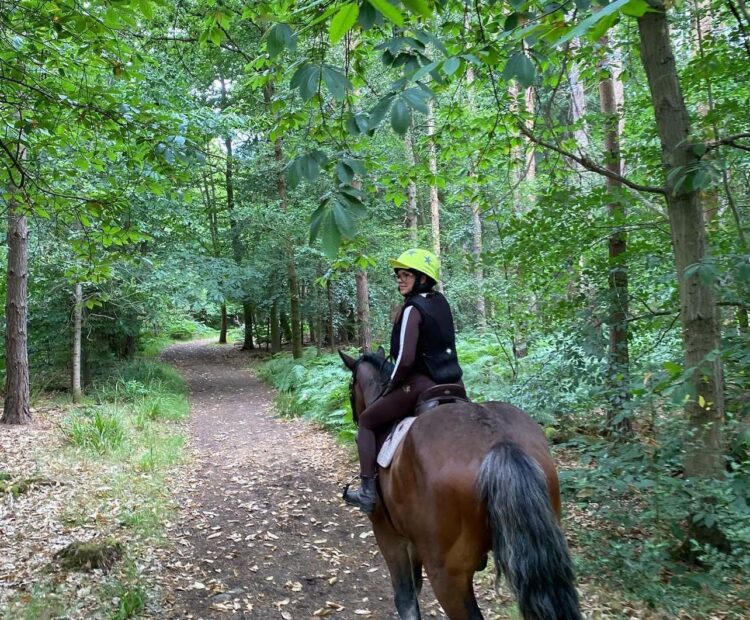 19hh 7 year old happy hacker, novice riding horse for sale in Essex, UK.