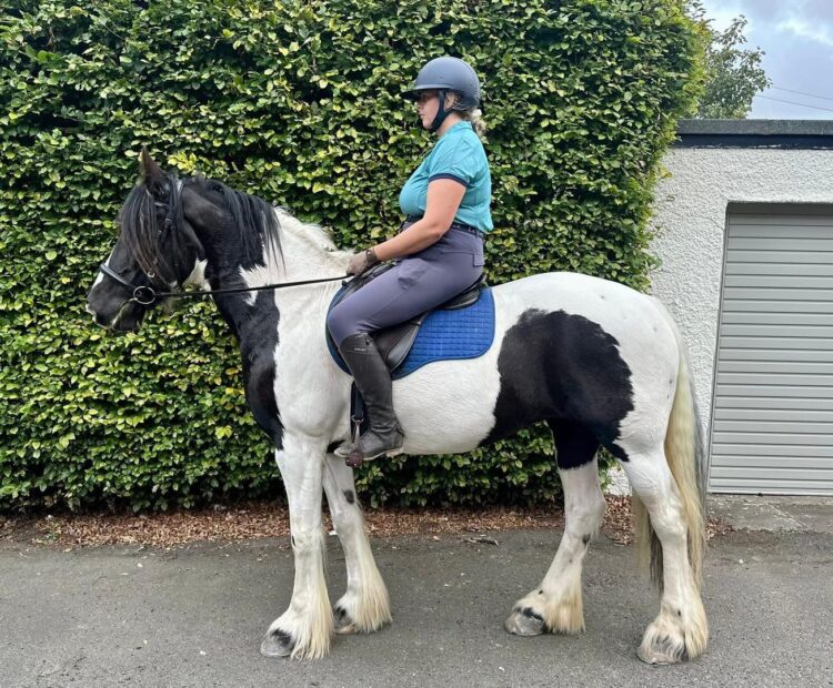 black and white maxi cob mare for sale, Northumberland