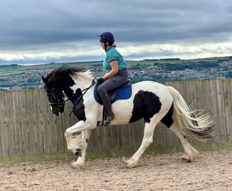 happy hacker, all rounder cob for sale North East UK
