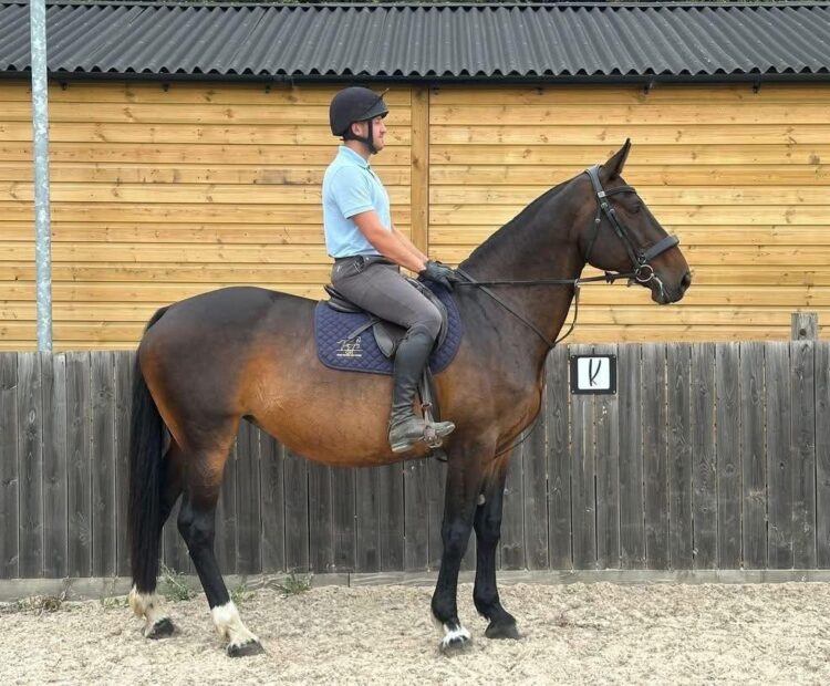 17hh Irish Draught mare for sale, experienced hunter and weight carrier type. Based in Northumberland