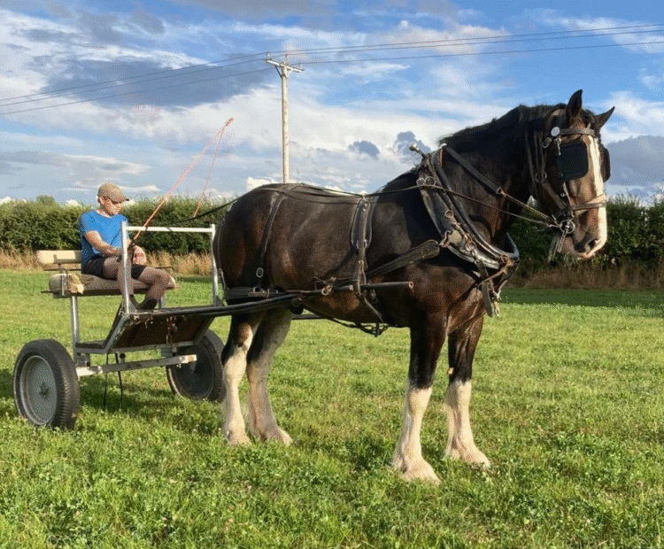 Huge 5 year old bay 19hh shire horse gelding for sale in North Yorkshire. Broken to drive as a single, would be ideal show or work horse. Registered with the Shire Horse Society.