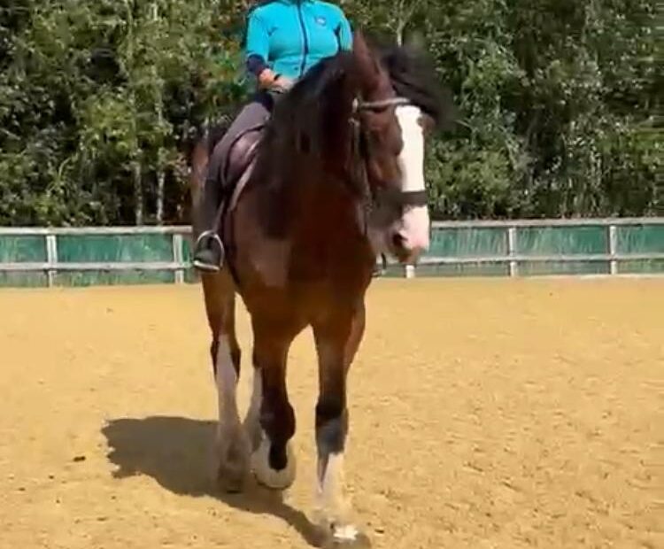 Bay shire gelding with 4 white legs, broke and experienced 19hh riding horse for sale, south West UK