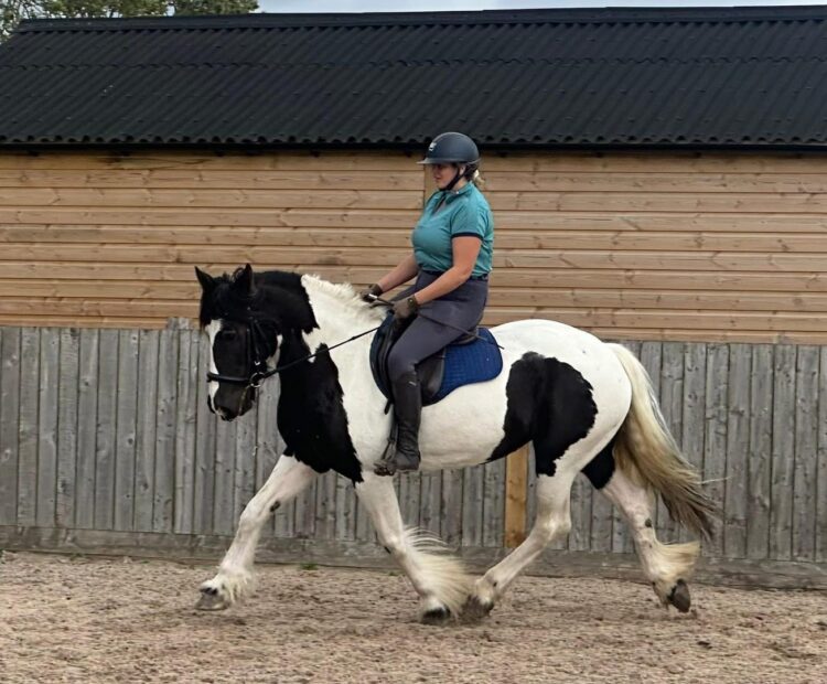 Ideal novice horse for sale, 8 year old 16hh cob