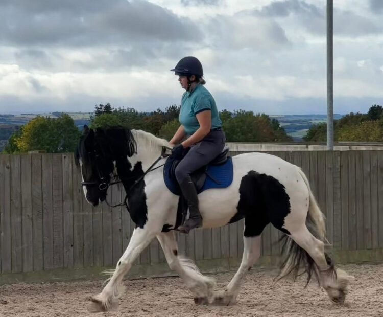 lovely maxi cob mare for sale, Newcastle.