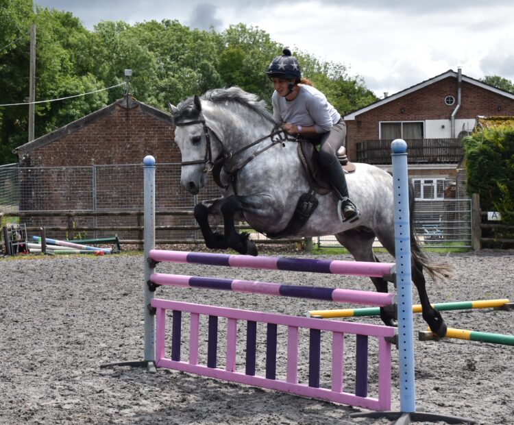 Dapple grey show jumping Connemara pony stallion at stud, offering aI.