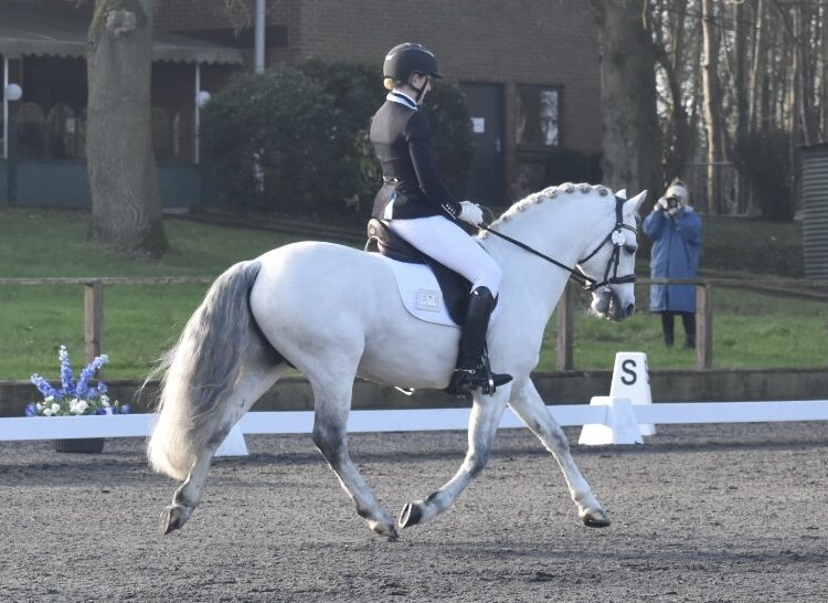 Looking for a pony stallion? Take a look at this 14hh grey Connemara stallion at stud, offering AI. By the HOYS winner Lecarrow King. He has superb conformation and a truly exceptional temperament, competing at, medium level British Dressage.