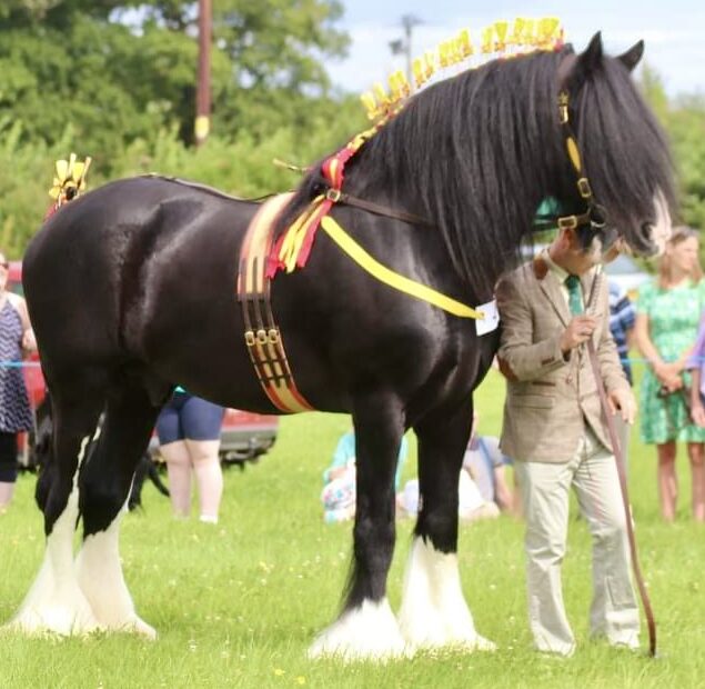 Quality black shire horse stallion at stud, Somerset, South, UK. Colloe Grove Turbo stallion with bloodlines including Trelow Commodore and Walton Supreme. Standing at stud in 2026 and frozen AI available.