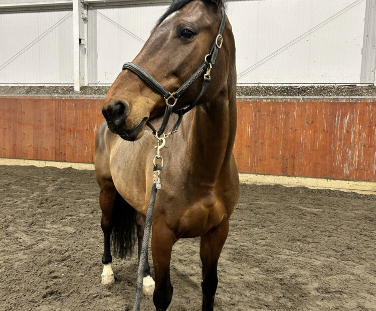 16hh bay show jumping mare for sale Essex, Irish Sport Horse ideal for eventing