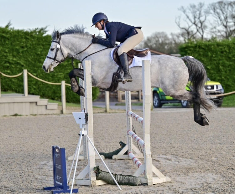 Dapple grey show jumping Connemara pony stallion at stud, offering aI.