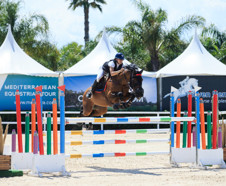 Exceptional stallion at stud, Lion King, show jumper. HARLEY VDL x QUIDAM DE REVEL Out of a 1.60m Mare. He is a smart looking bay AES graded stallion standing 168cm with the balance, scope and rideability expected from his Harley VDL x Quidam de Revel lines. His pedigree blends proven power with a genuine nature, giving breeders confidence in both temperament and athletic future.