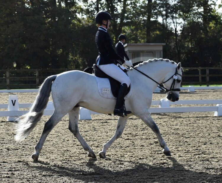 Grey, 14hh Connemara stallion at stud, British Dressage, show pony stallion