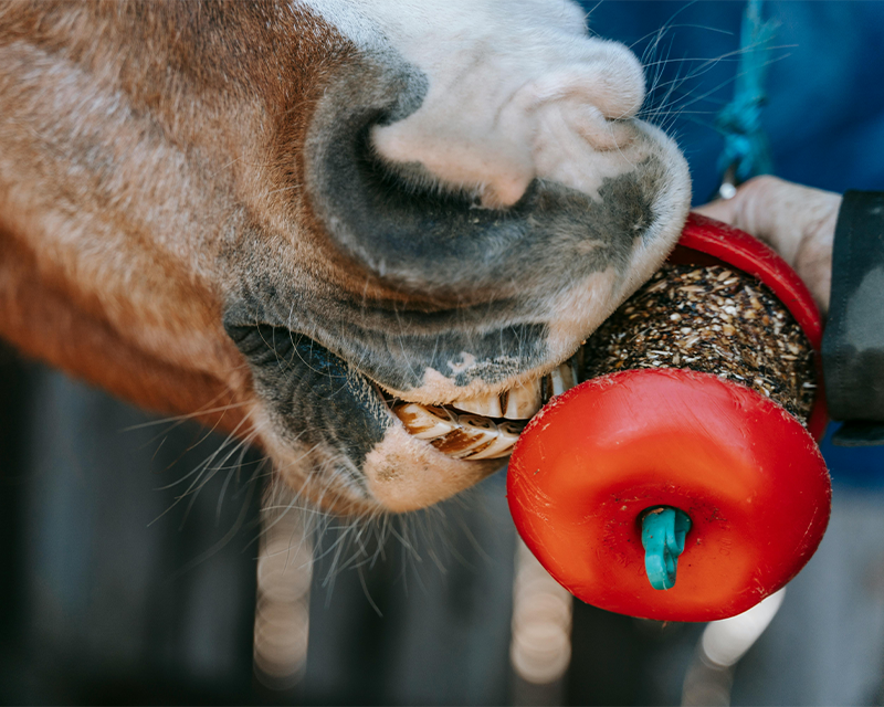 Reducing wasted hay and saving money by feeding other forage and supplements such as fast fibre and treats