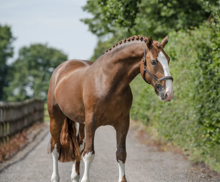 Chestnut Irish Draught stallion with great temperament available for AI across the UK or natural cover in Shropshire.