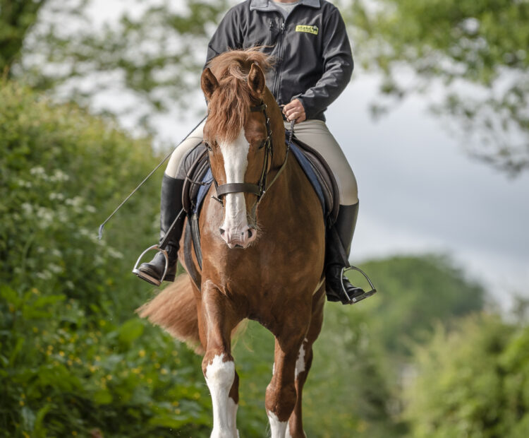 Young chestnut Irish Draught stallion showing his versatility and athleticism under saddle, demonstrating the rideability passed on to his offspring