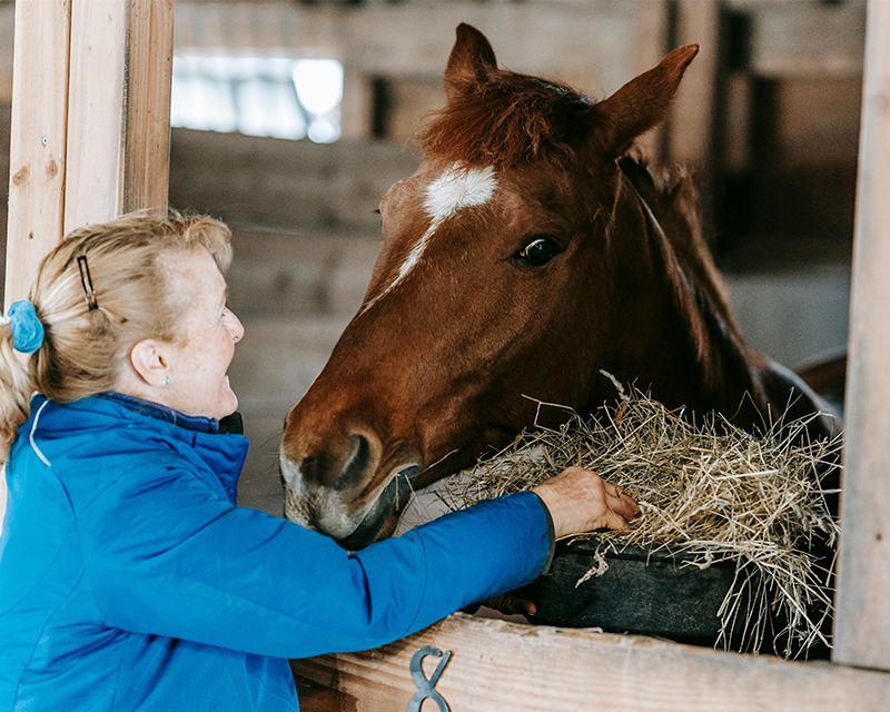 A horse eating from a raised hay trough in a clean stable to reduce hay waste and save money on forage.