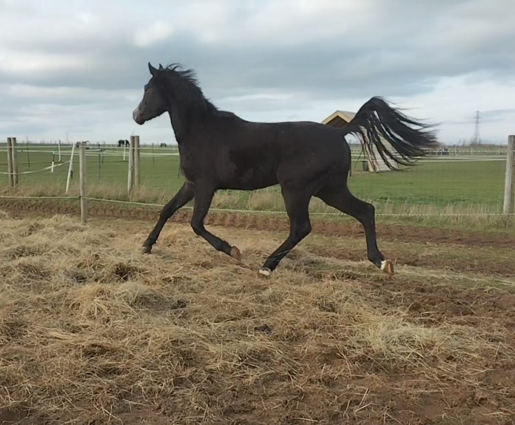 2 year old ISH for sale, Sired by 3 Eventer Prometheus