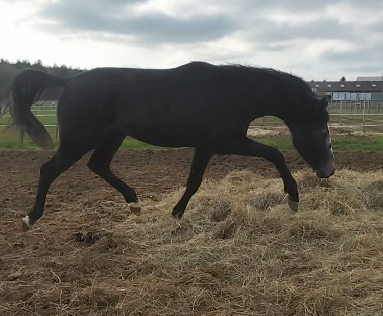 Young grey ISH gelding showing lovely movement; future eventing prospect by Prometheus. For sale, Lincolnshire