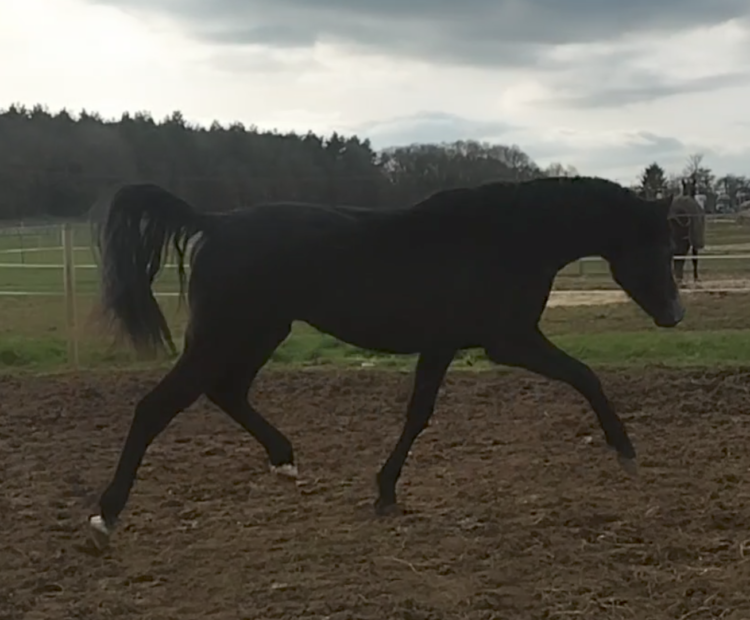Safe, smart all-rounder prospect. Sport Horse gelding for sale.