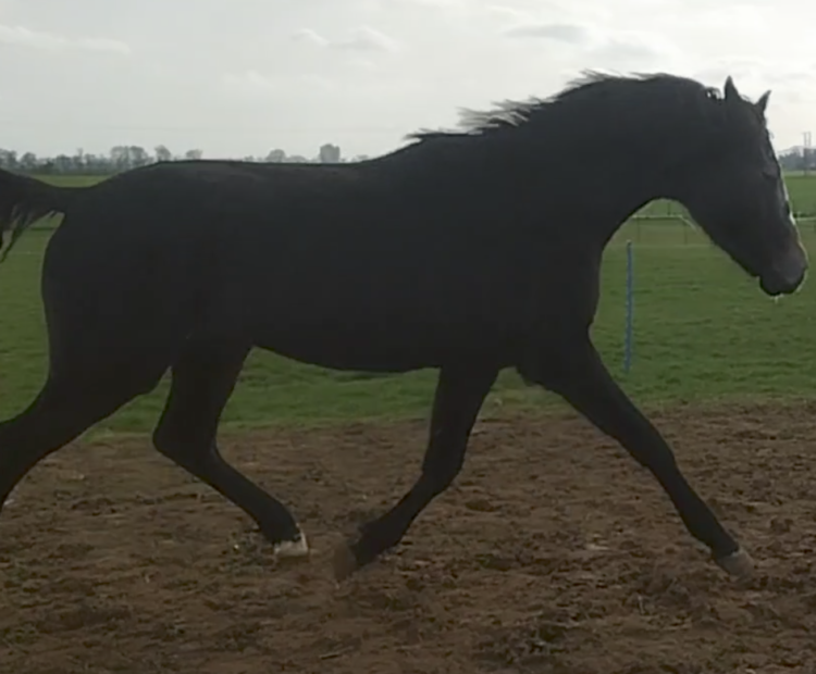 Side profile of a 2024 grey Irish Sport Horse gelding trotting in a field in Lincolnshire; athletic build, expected to mature to 15hh.