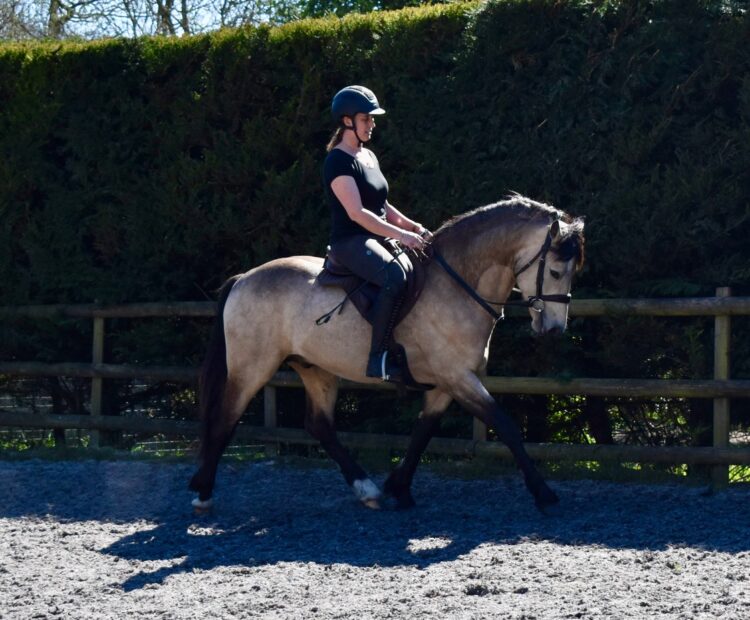 Pineview Sweet Mac is a lovely example of a Dun, Connemara stallion. Based in Sussex, but available for nationwide frozen AI services.
