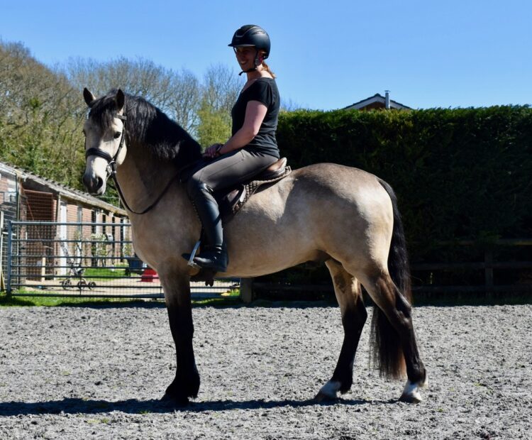 Pineview Sweet Mac is a lovely example of a Dun, Connemara stallion. Based in Sussex, but available for nationwide frozen AI services.