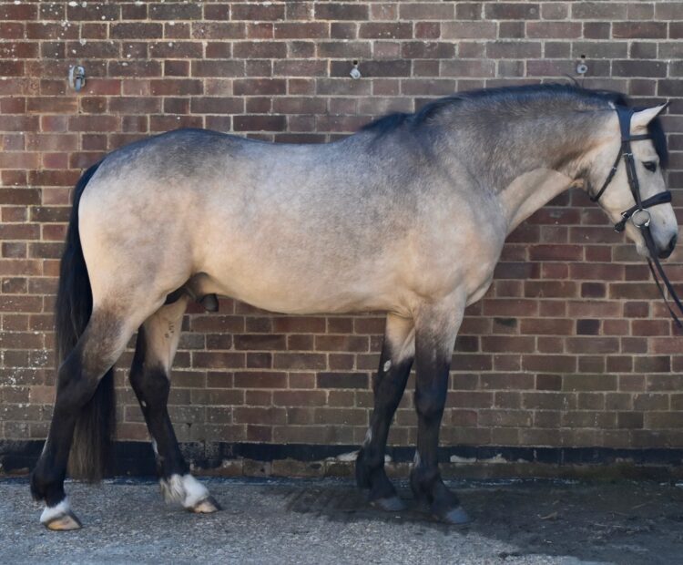 Great conformation for Pineview Sweet Mac dun Connemara stallion at stud in 2026.