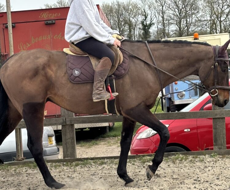 Lovely safe, 16.2hh bay gelding for sale in Surrey. Irish Thoroughbred by Make Believe. 7 year old, safe, happy hacker, schools well and is nice and quiet ride.