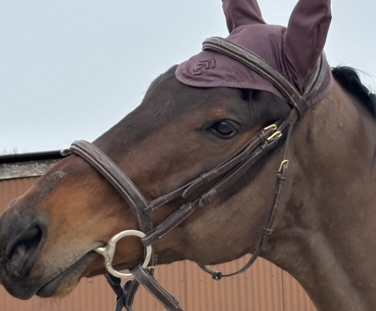 Lovely safe, 16.2hh bay gelding for sale in Surrey. Irish Thoroughbred by Make Believe. 7 year old, safe, happy hacker, schools well and is nice and quiet ride.