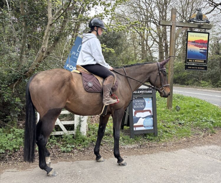 Lovely safe, 16.2hh bay gelding for sale in Surrey. Irish Thoroughbred by Make Believe. 7 year old, safe, happy hacker, schools well and is nice and quiet ride.