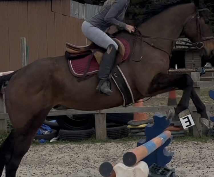 Lovely safe, 16.2hh bay gelding for sale in Surrey. Irish Thoroughbred by Make Believe. 7 year old, safe, happy hacker, schools well and is nice and quiet ride.