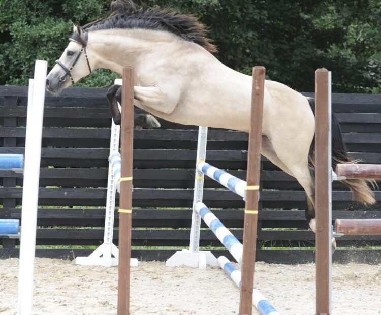 Pineview Sweet Mac, a 14.2hh, dun, Connemara stallion, shown loose jumping to a superb standard.
