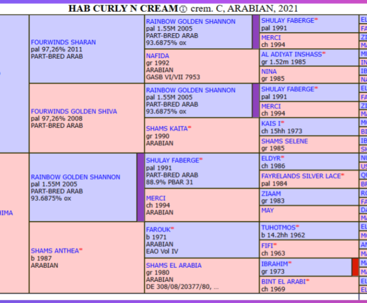 HAB Curly n Cream Arab stallion UK pedigree