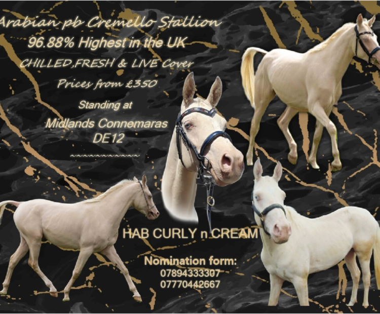 HAB Curly n Cream. He is 96.88% pb Arabian, and the Highest Arabian Cremello you will find in the U.K. Registered with the Arab Society and over stamped with the British Palomino Society.
