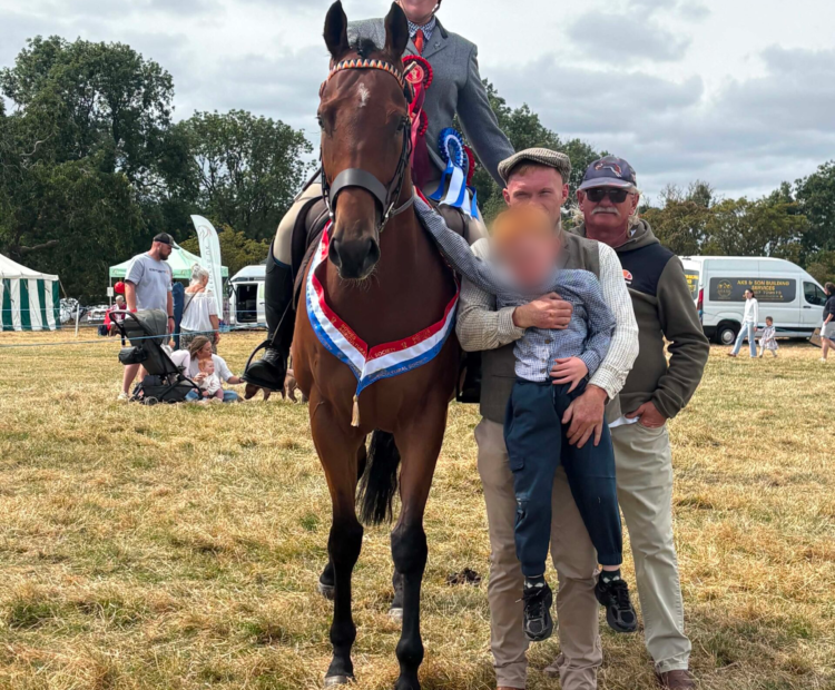 Retrained Racehorse for sale Durham. 5 Year old bay gelding. Safe, experienced type.