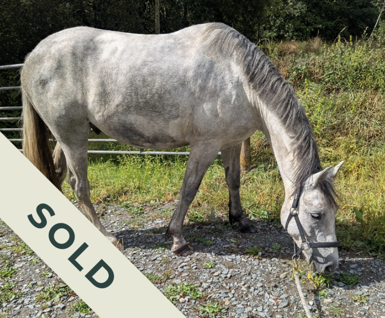 Sell a horse quickly, for free, using pocket-horse.com