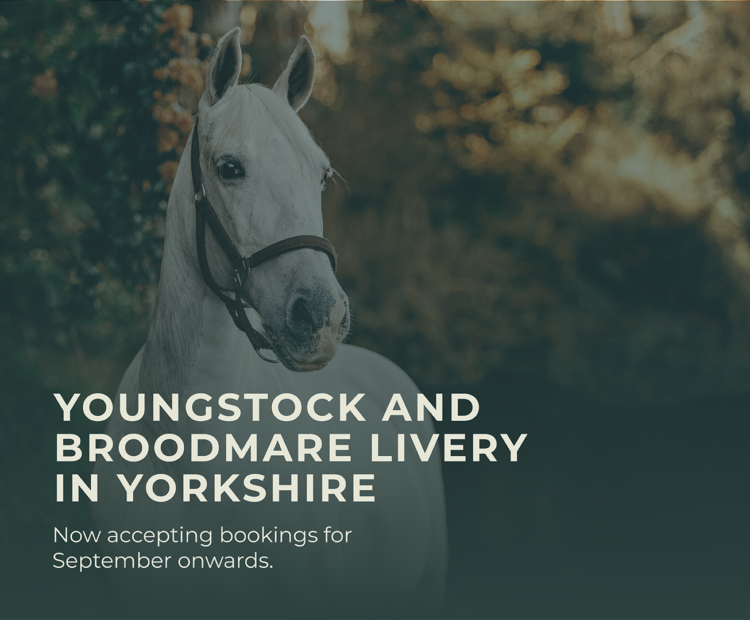 Foal, Youngstock, and broodmare livery in Yorkshire.