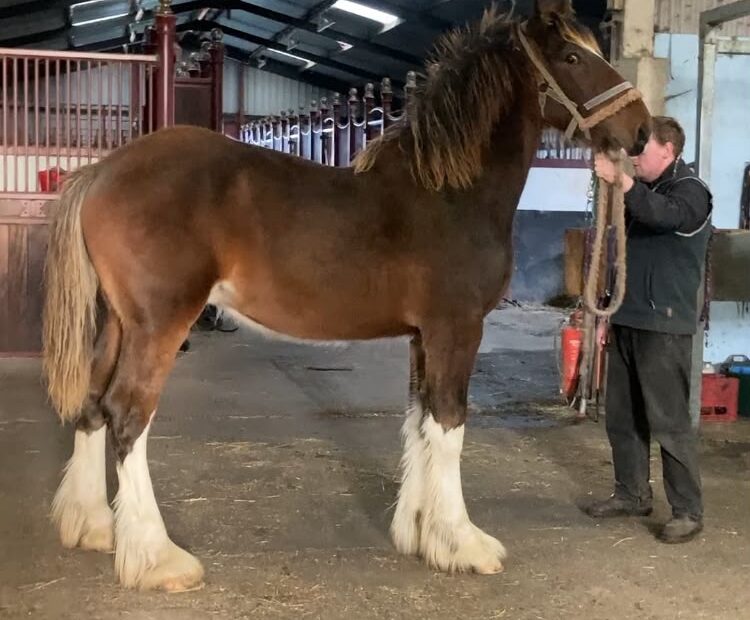Flashy, nice natured bay colt for sale near York, UK. 4 White legs, bright bay, ready to find his new home and start his education Registered with the Shire Horse Society. Viewings welcome. Delivery can be arranged.