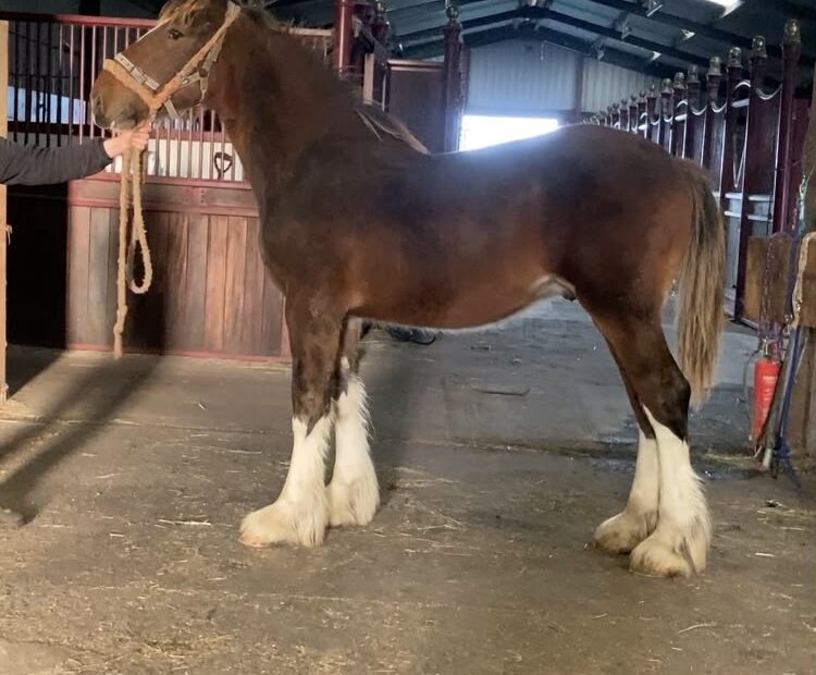Flashy, nice natured bay colt for sale near York, UK. 4 White legs, bright bay, ready to find his new home and start his education Registered with the Shire Horse Society. Viewings welcome. Delivery can be arranged.