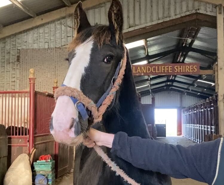 Lovely natured black colt for sale near York, UK. 4 White legs, solid black. Ready to find his new home and start his education. Registered with the Shire Horse Society. Viewings welcome. Delivery can be arranged.