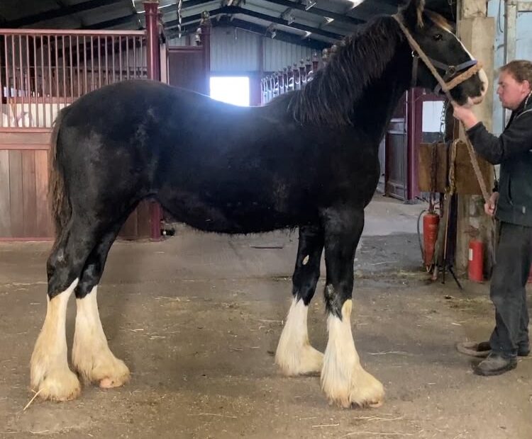 Lovely natured black colt for sale near York, UK. 4 White legs, solid black. Ready to find his new home and start his education. Registered with the Shire Horse Society. Viewings welcome. Delivery can be arranged.